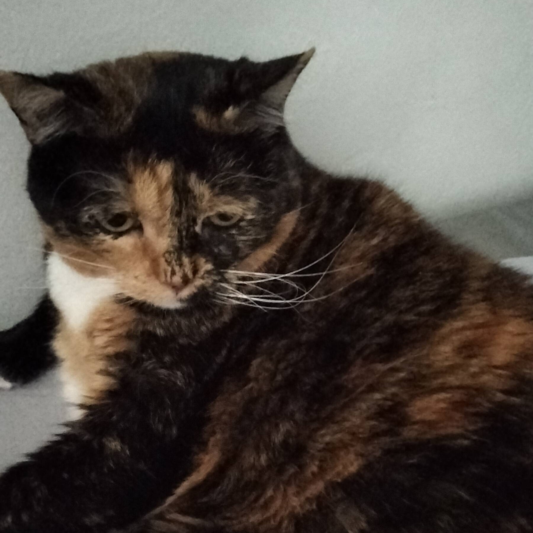 Cat Pic 1