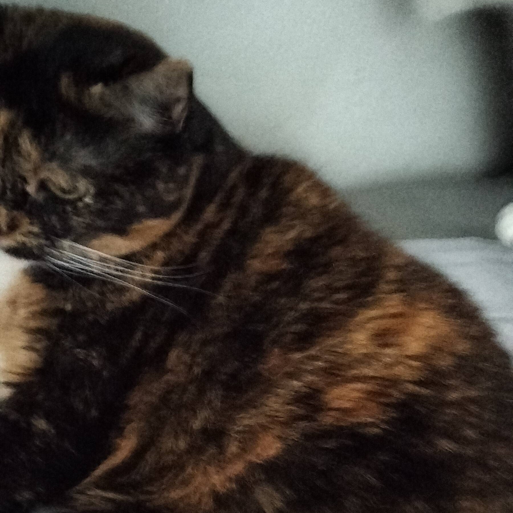 Cat Pic 2