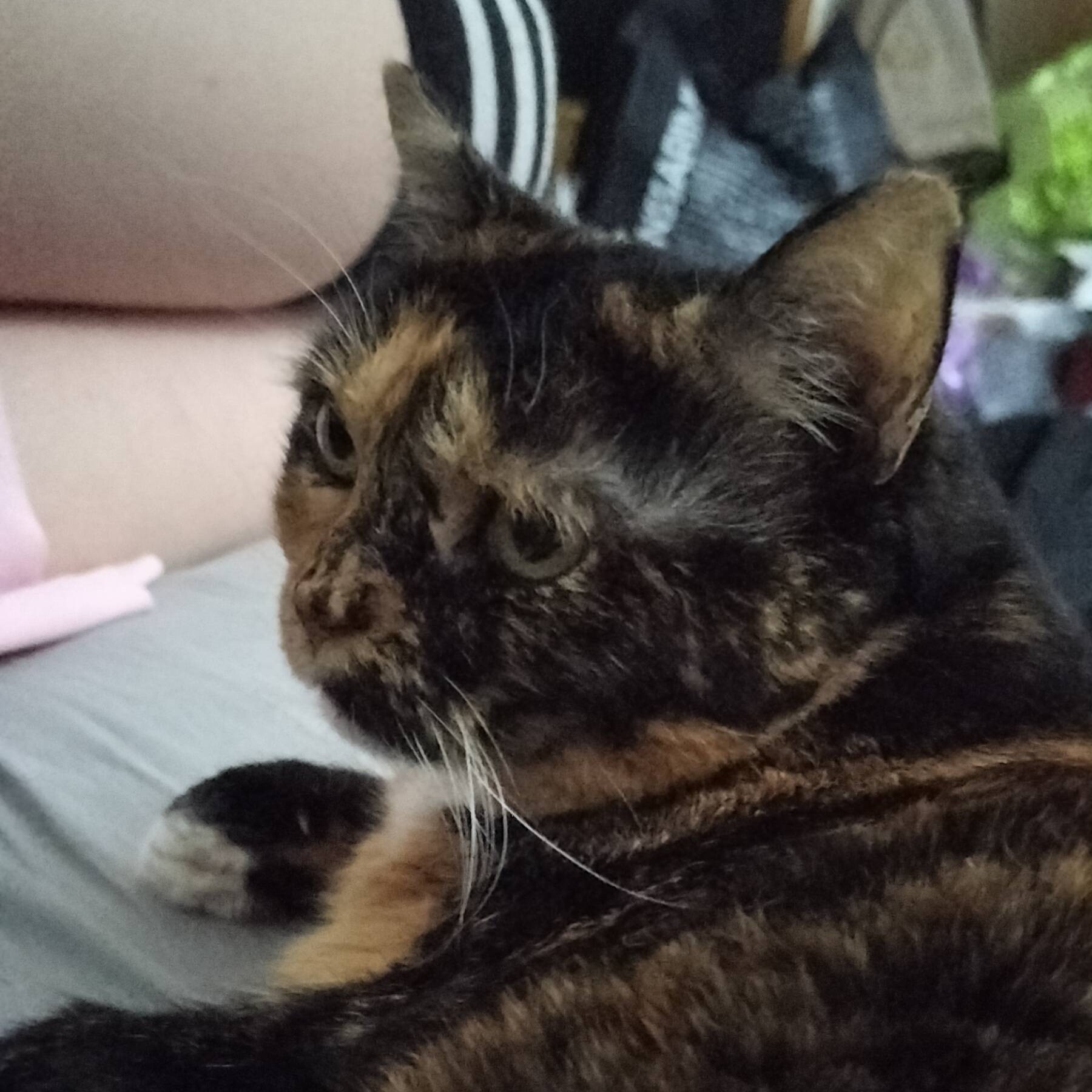 Cat Pic 3