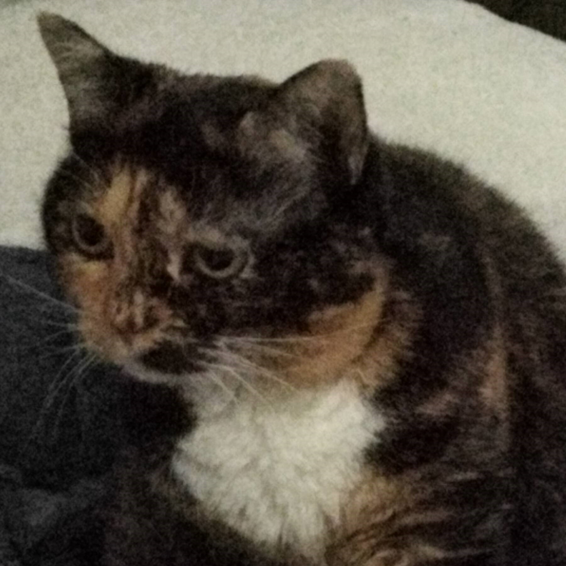 Cat Pic 4