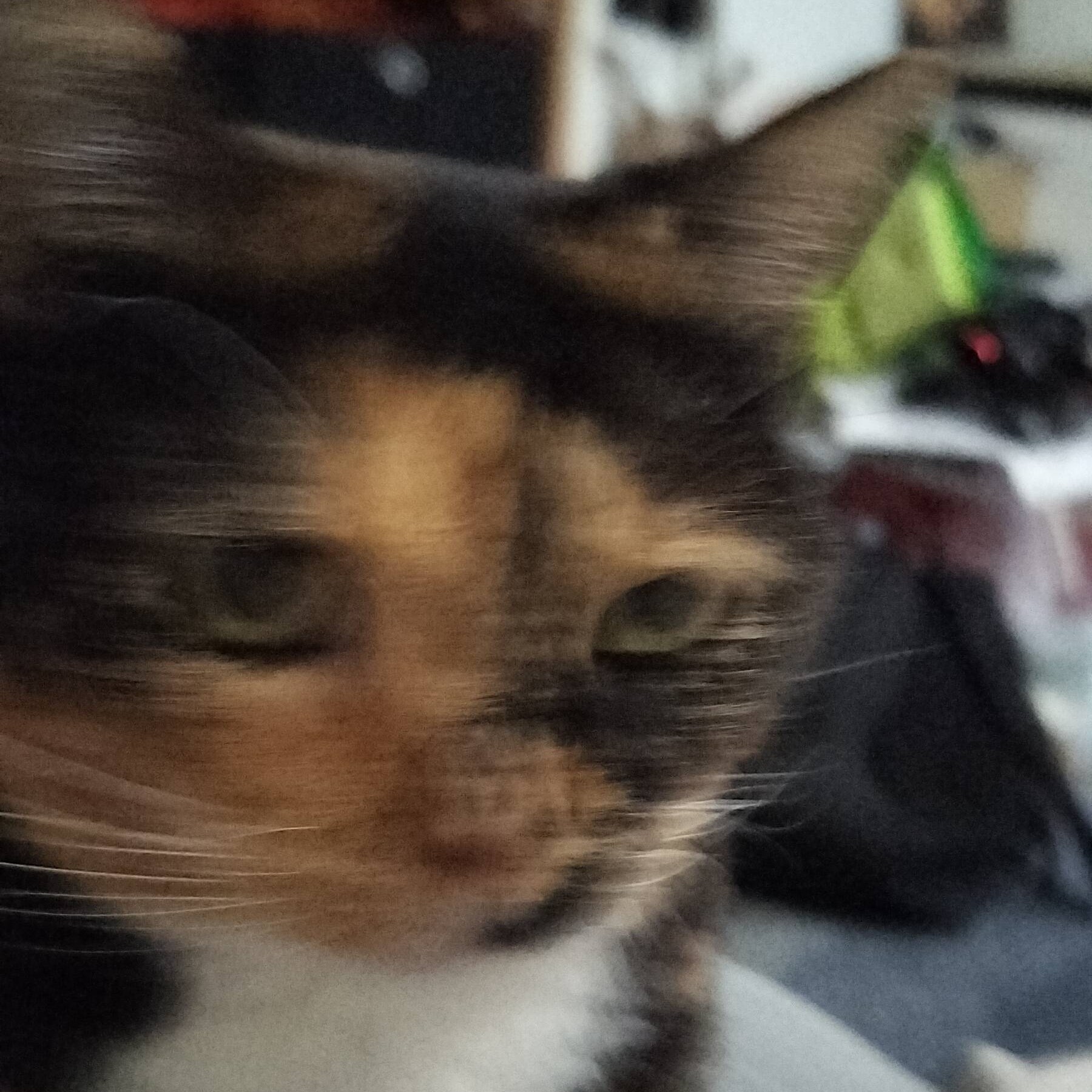 Cat Pic 5