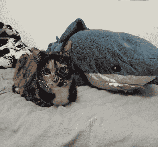 Limppu the cat